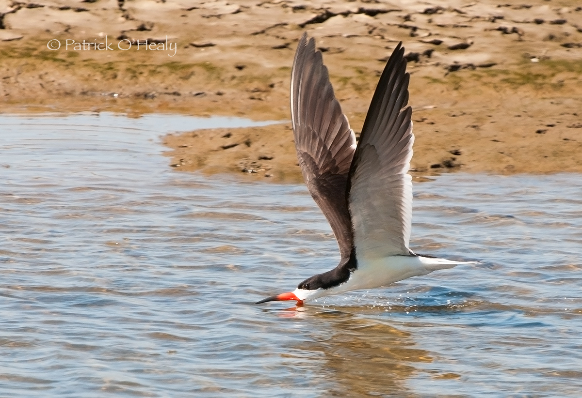 Black Skimmer