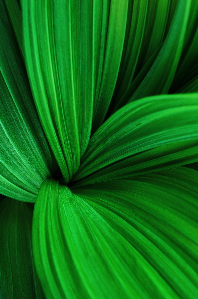 Veratrum #3
