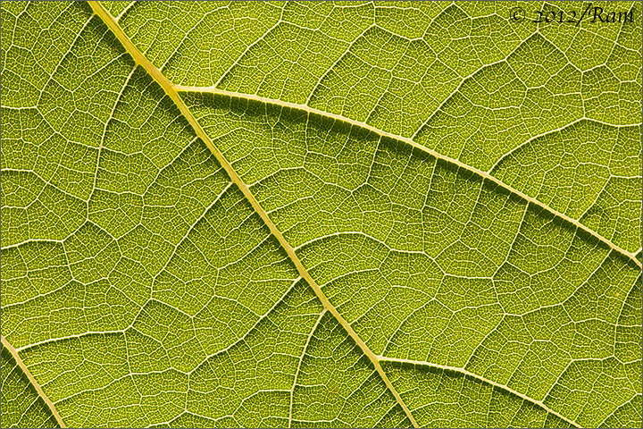 Backlit Leaf