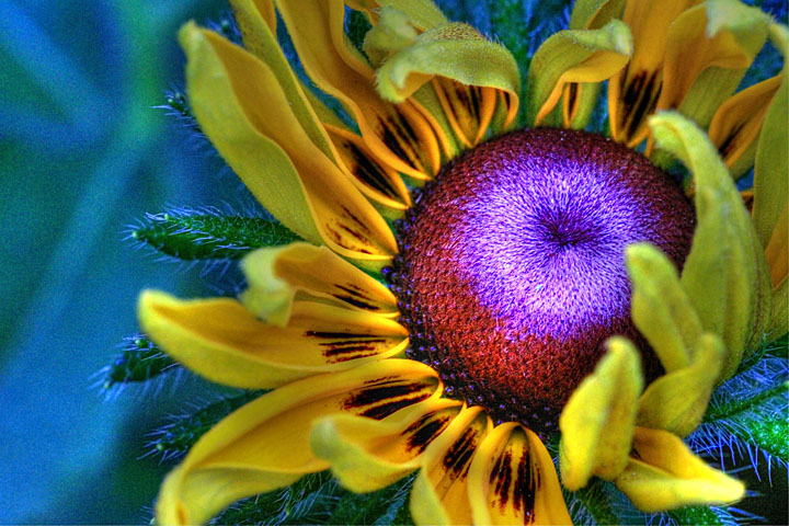 jazzy daisy