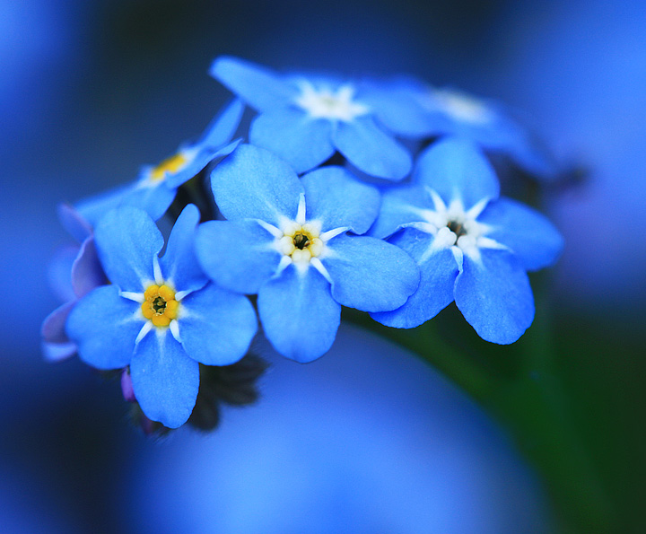 Blue haze