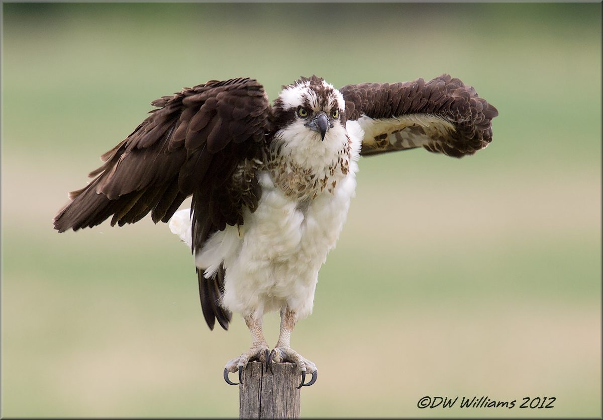 Osprey