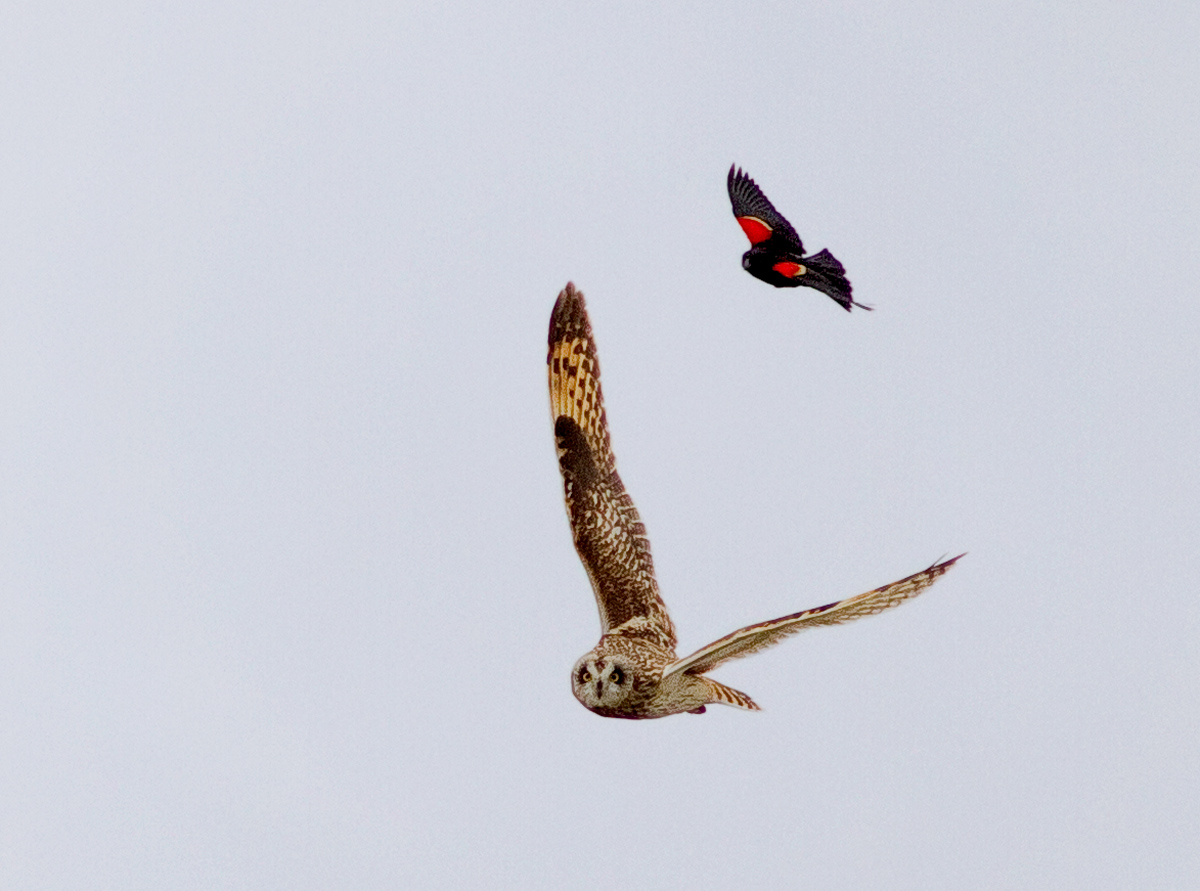 Redwing Chasing Owl