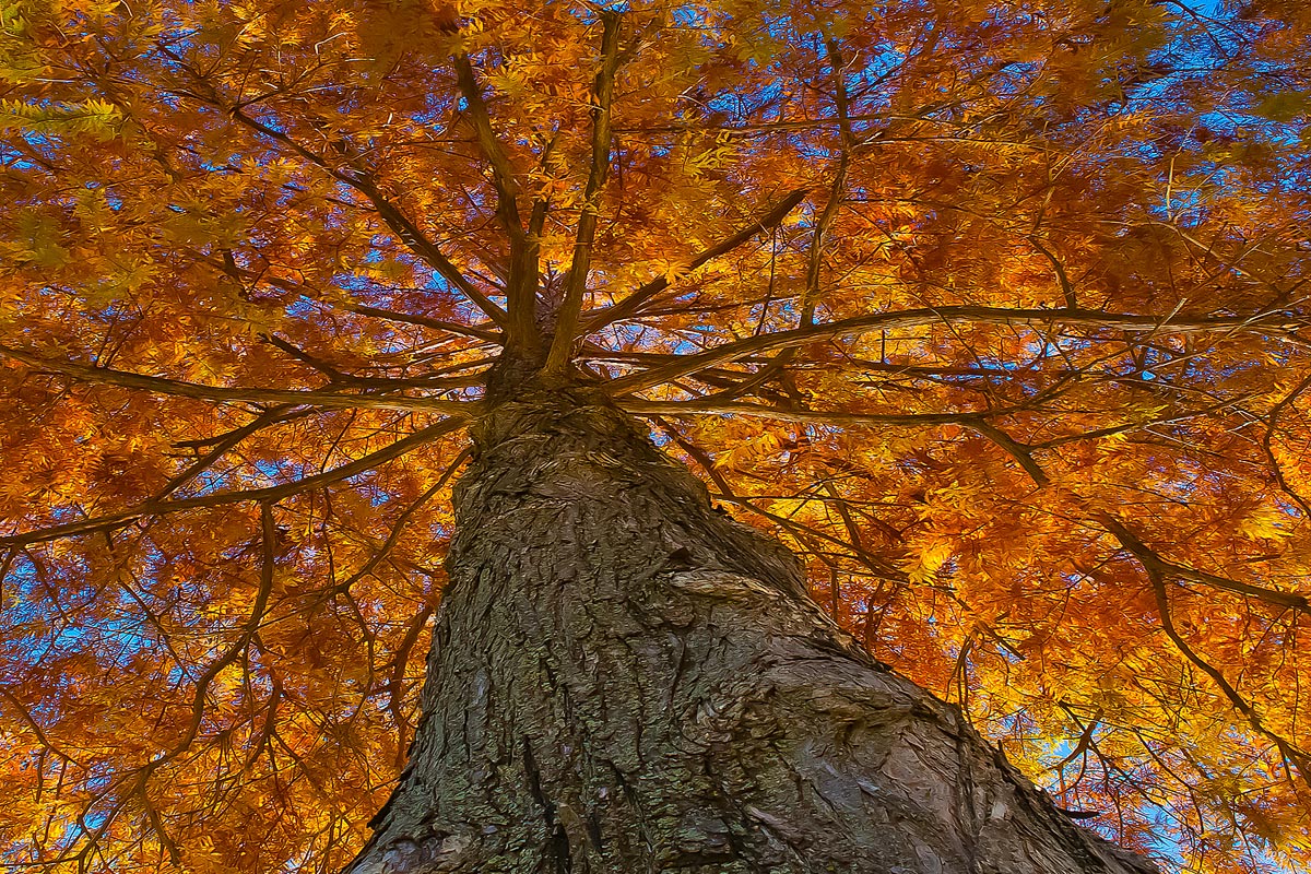 Cypress Fall