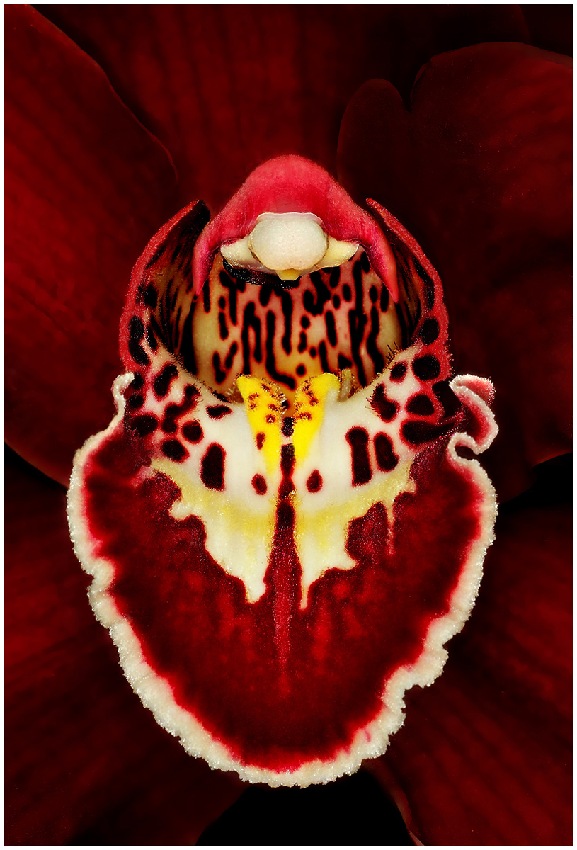 Orchid Close-Up