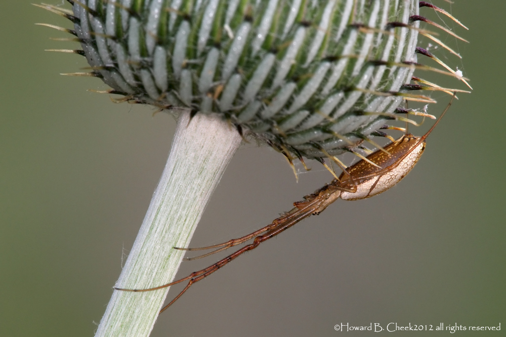 Long-jawed Orbweaver