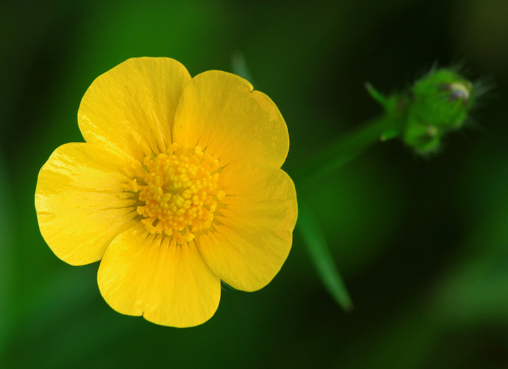 Buttercup