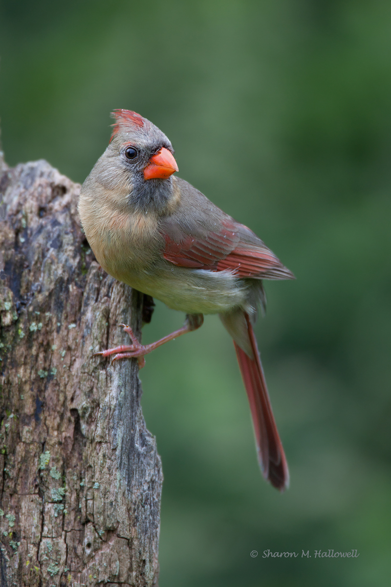 Cardinal