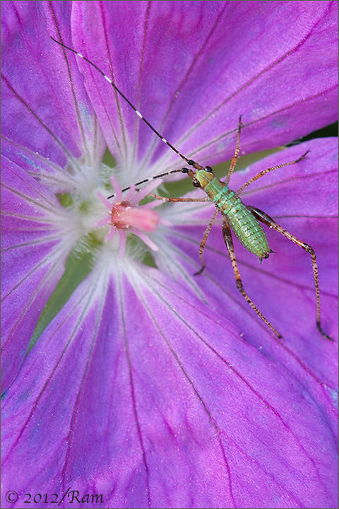 Katydid on Geranium