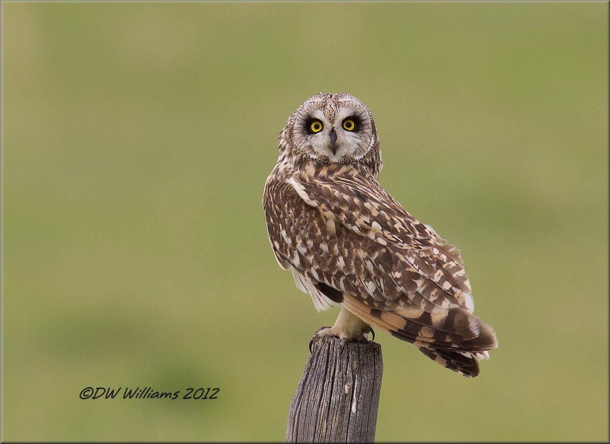 Short-eared Owl