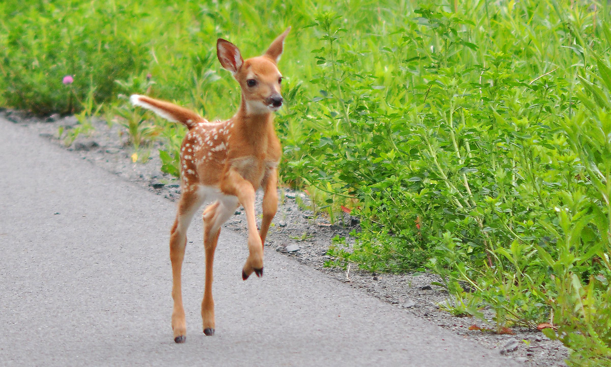 Prancer