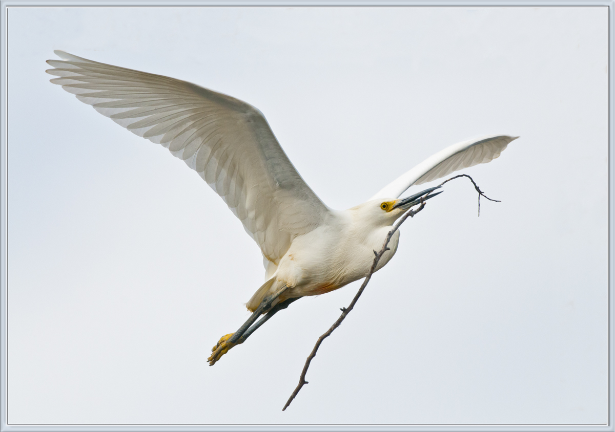 Nest-Building