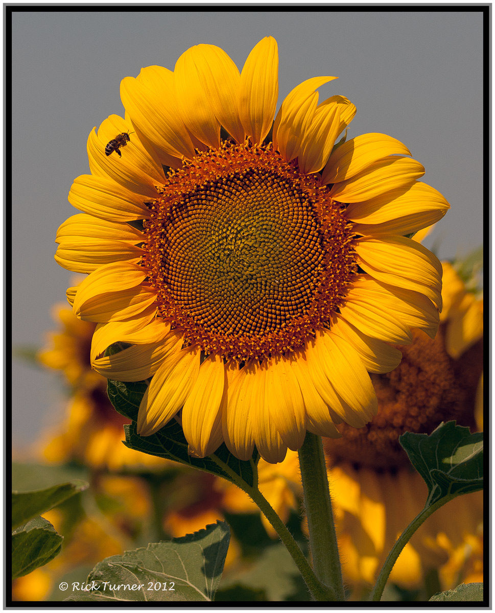 Sunflower and the Bee