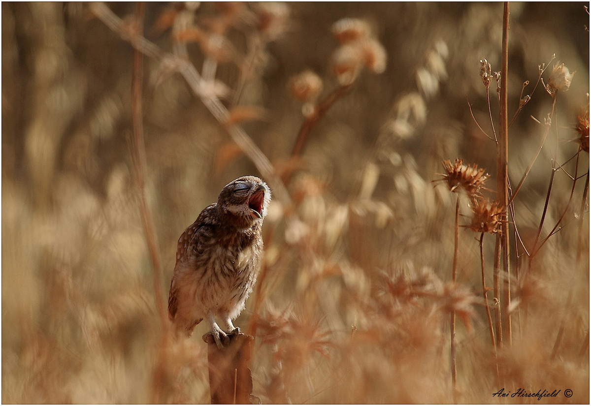 Little Owl  Very Bored