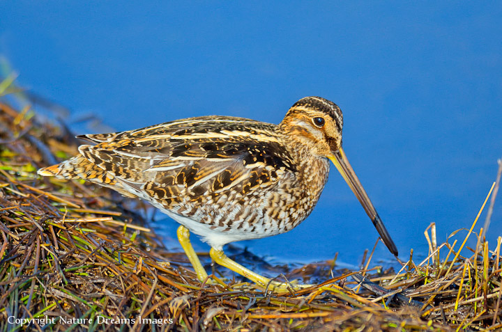 Common Snipe 