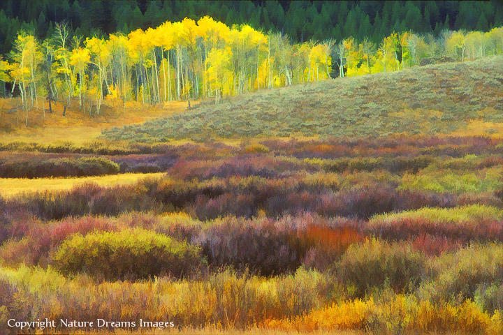 Autumn Willow Bog Impression