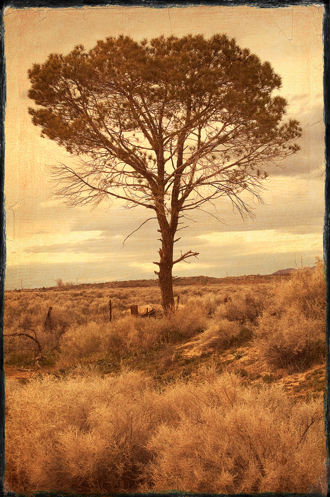 Desert Tree