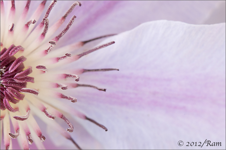 Clematis 2