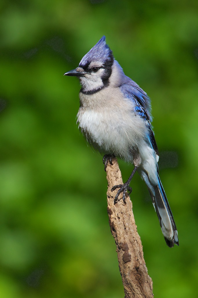 Blue Jay