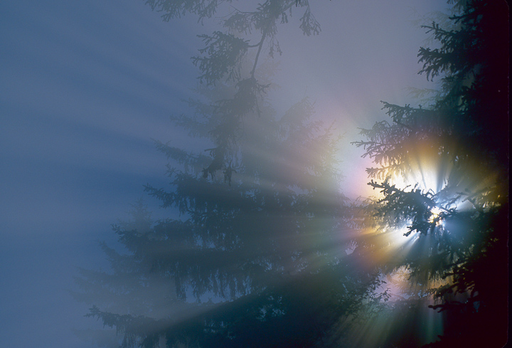 WC537Sunflare?