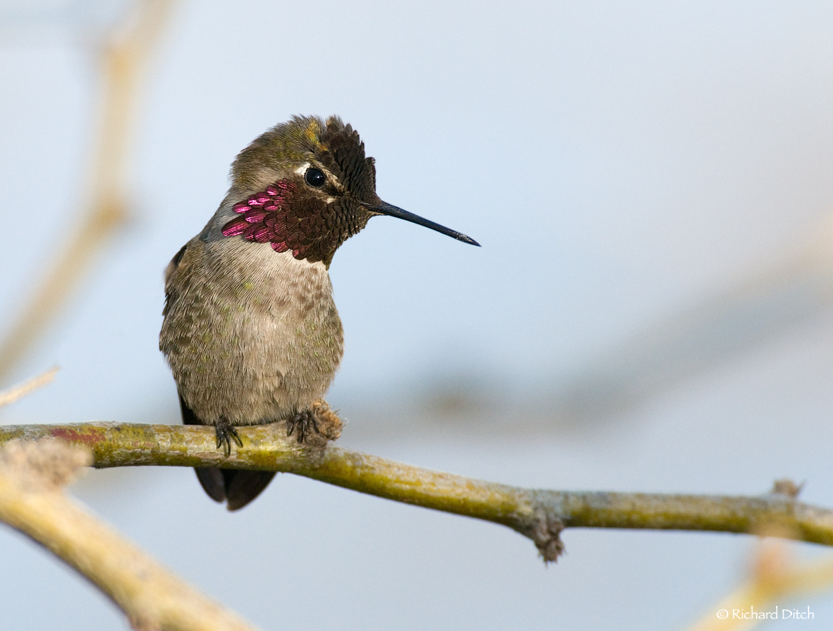 Anna's Hummingbird