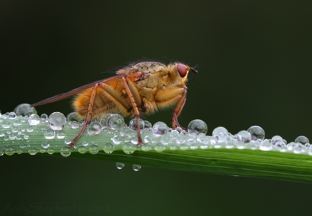 Yellow Dung Fly