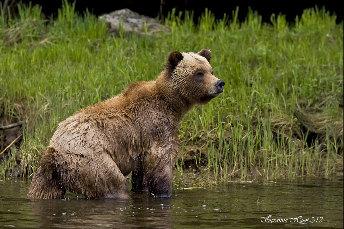 Grizzly crossing a river