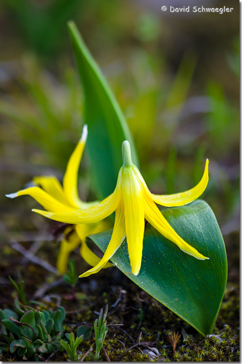 Yellowstone Glacier Lily