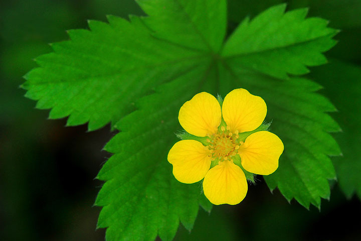Yellow wildflower
