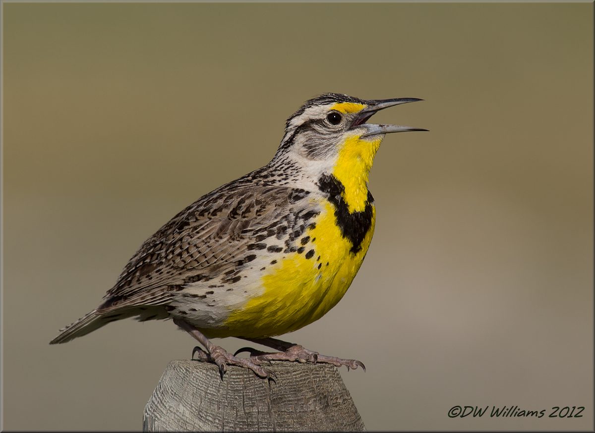 Western Meadowlark