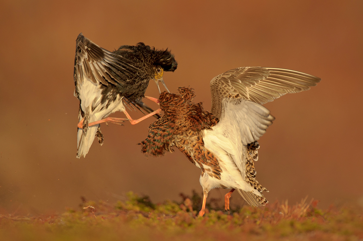 Fighting Ruff
