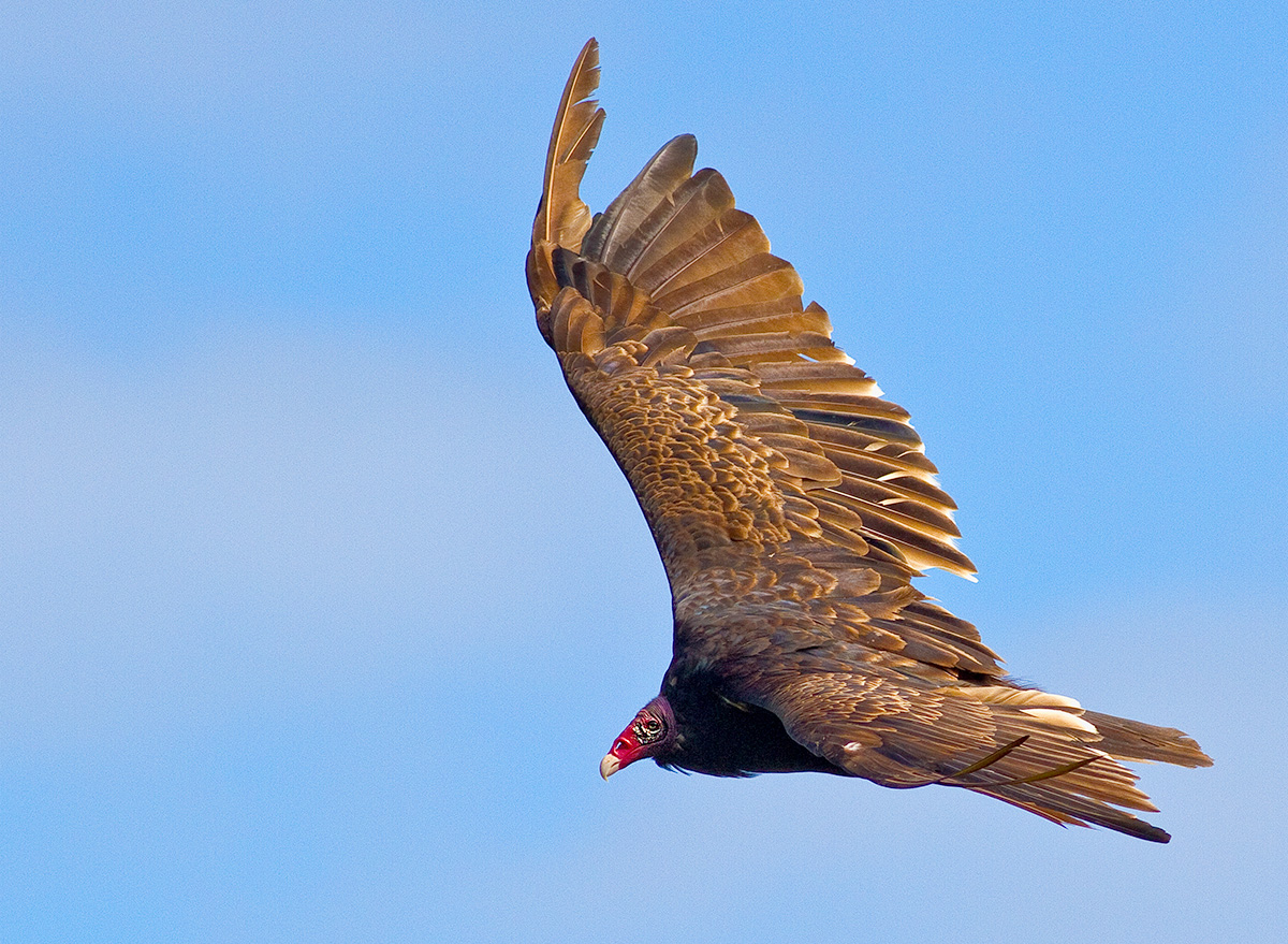 Turkey Vulture