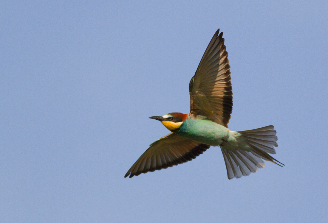 Bee Eater