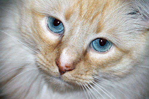 Kitty the kat