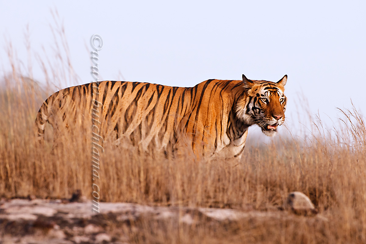 Tiger w/ sky background