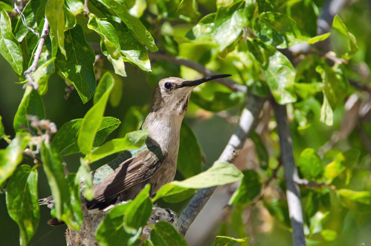 ID Request-hummingbird
