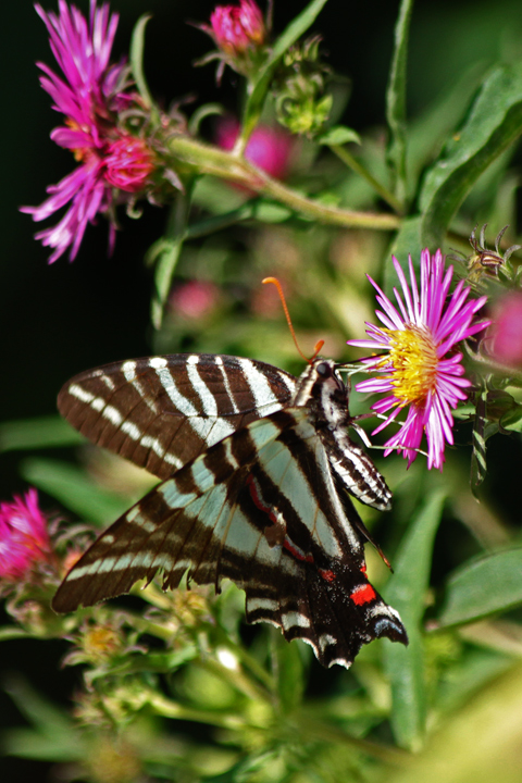 Zebra swallow tail
