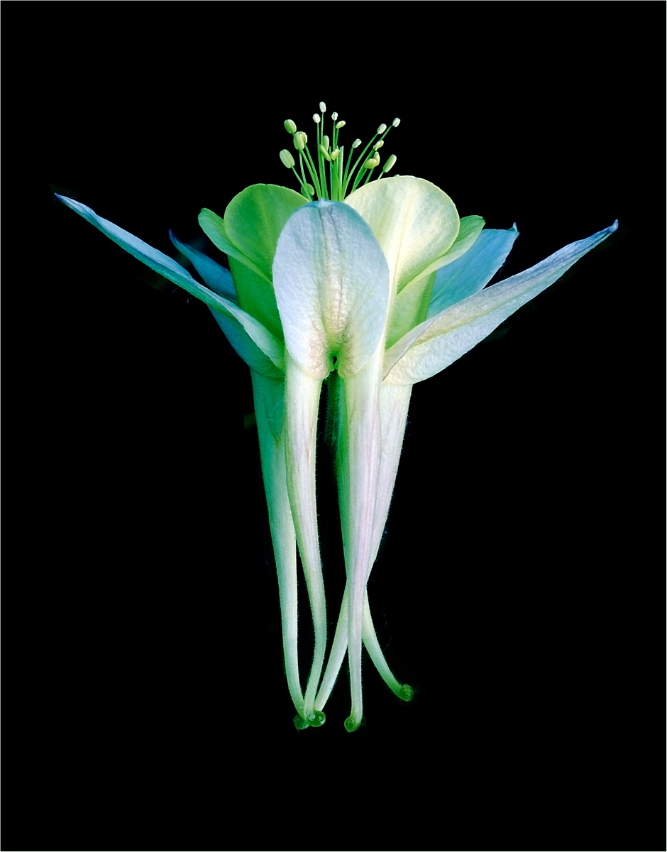 Aquilegia Columbine