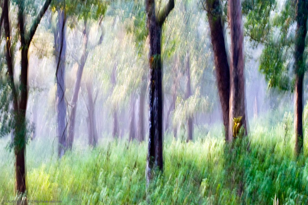 Painted Jungle