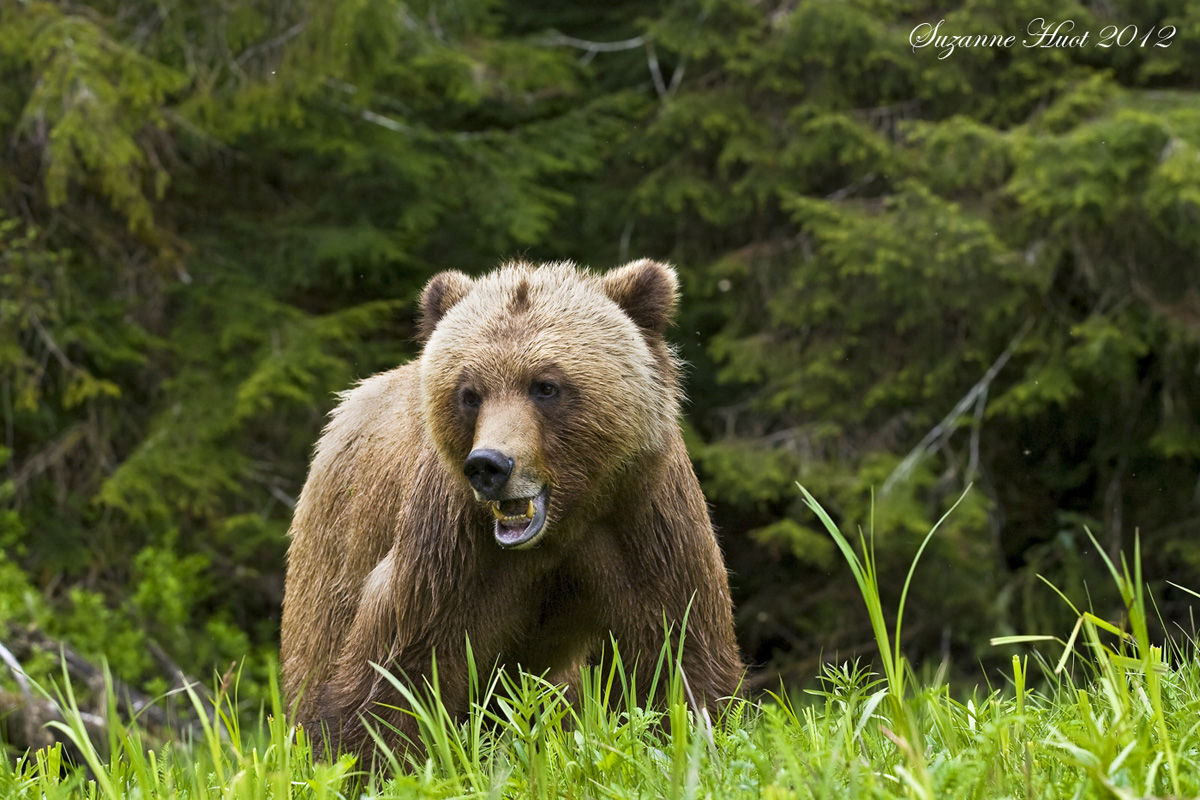 Grizzly Bear 