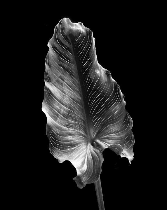 Calla #7