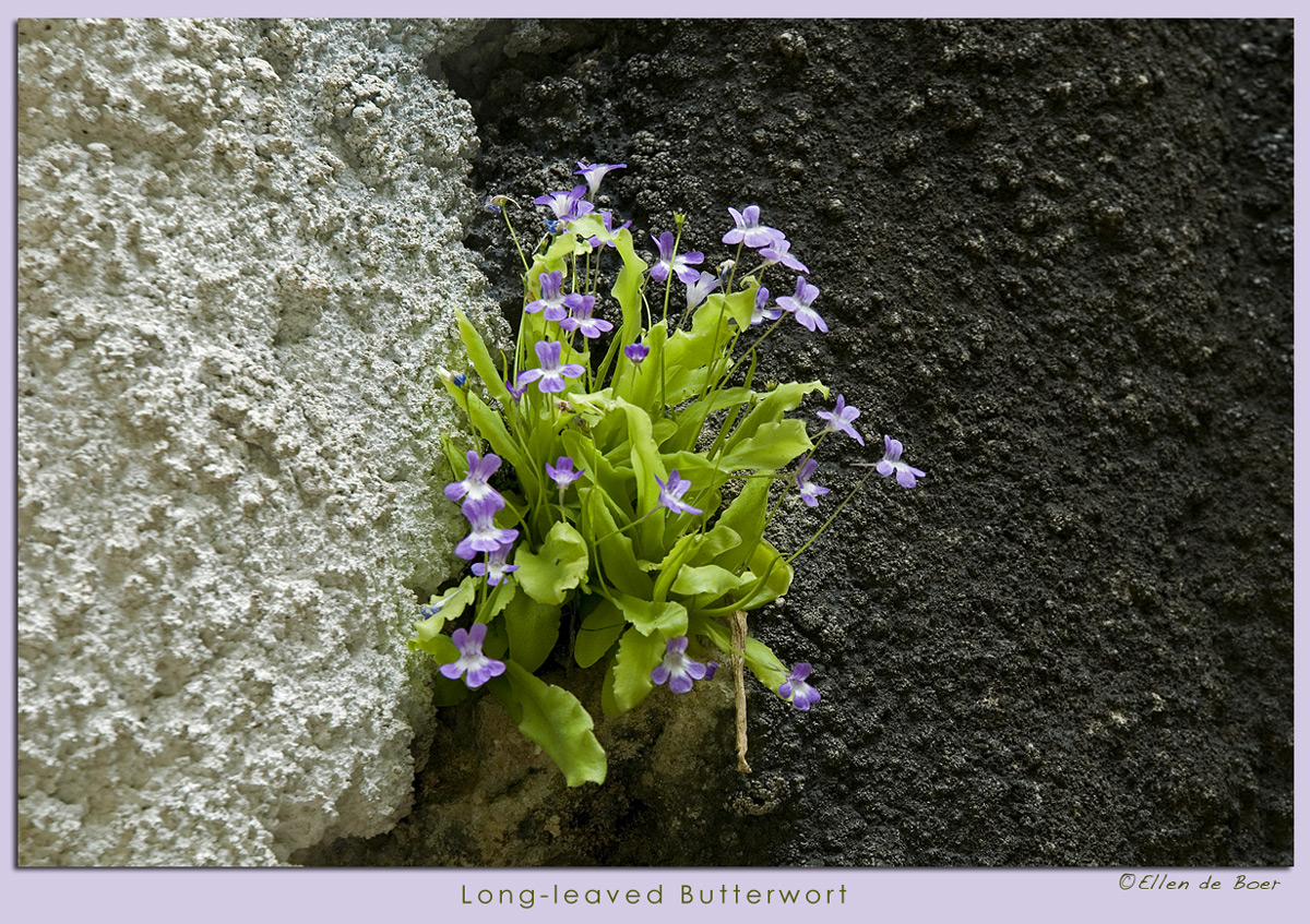 Long-leaved Butterwort.