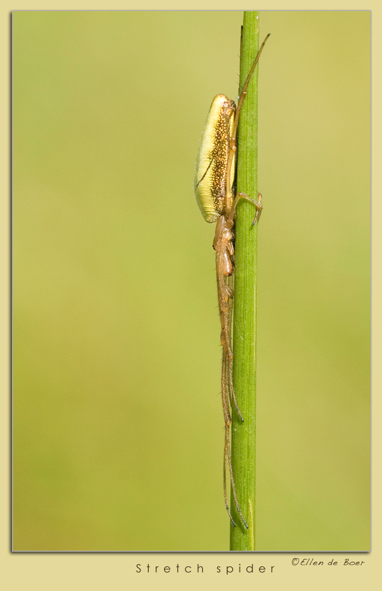 Stretch spider...