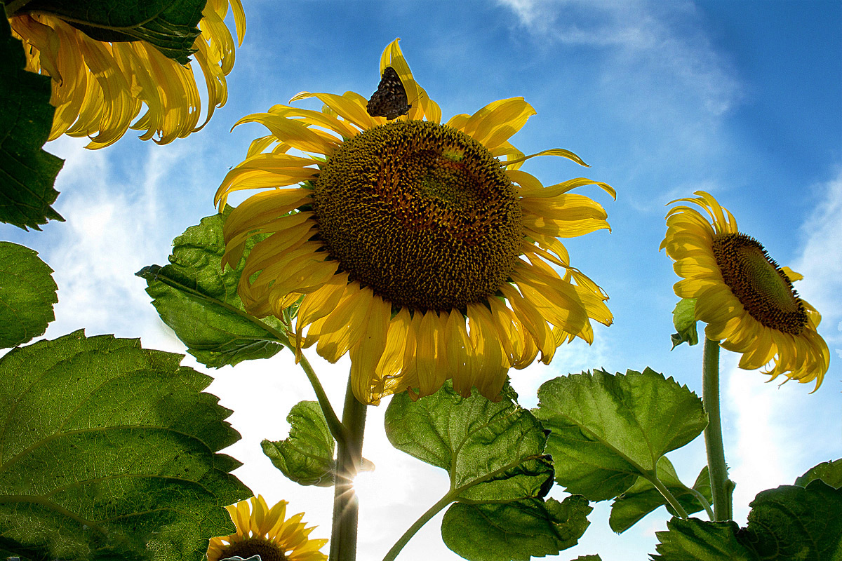 Sunset on Sunflower