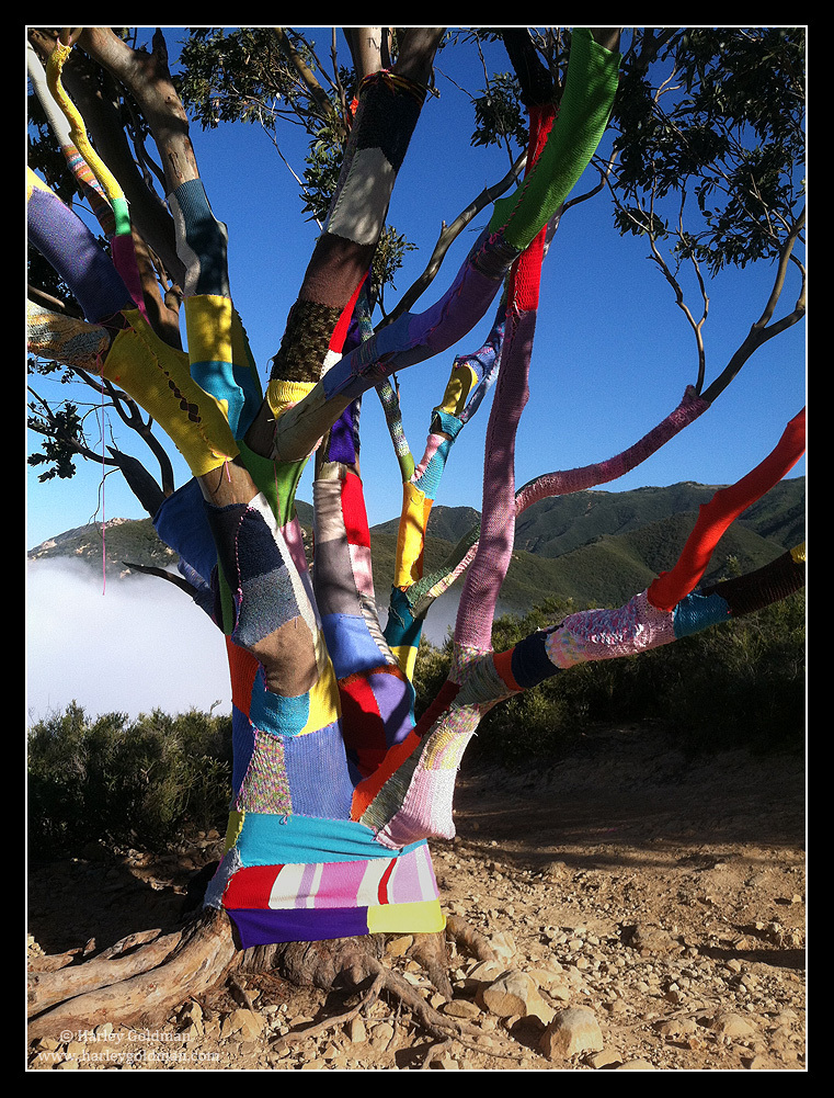 Tree in a Sweater