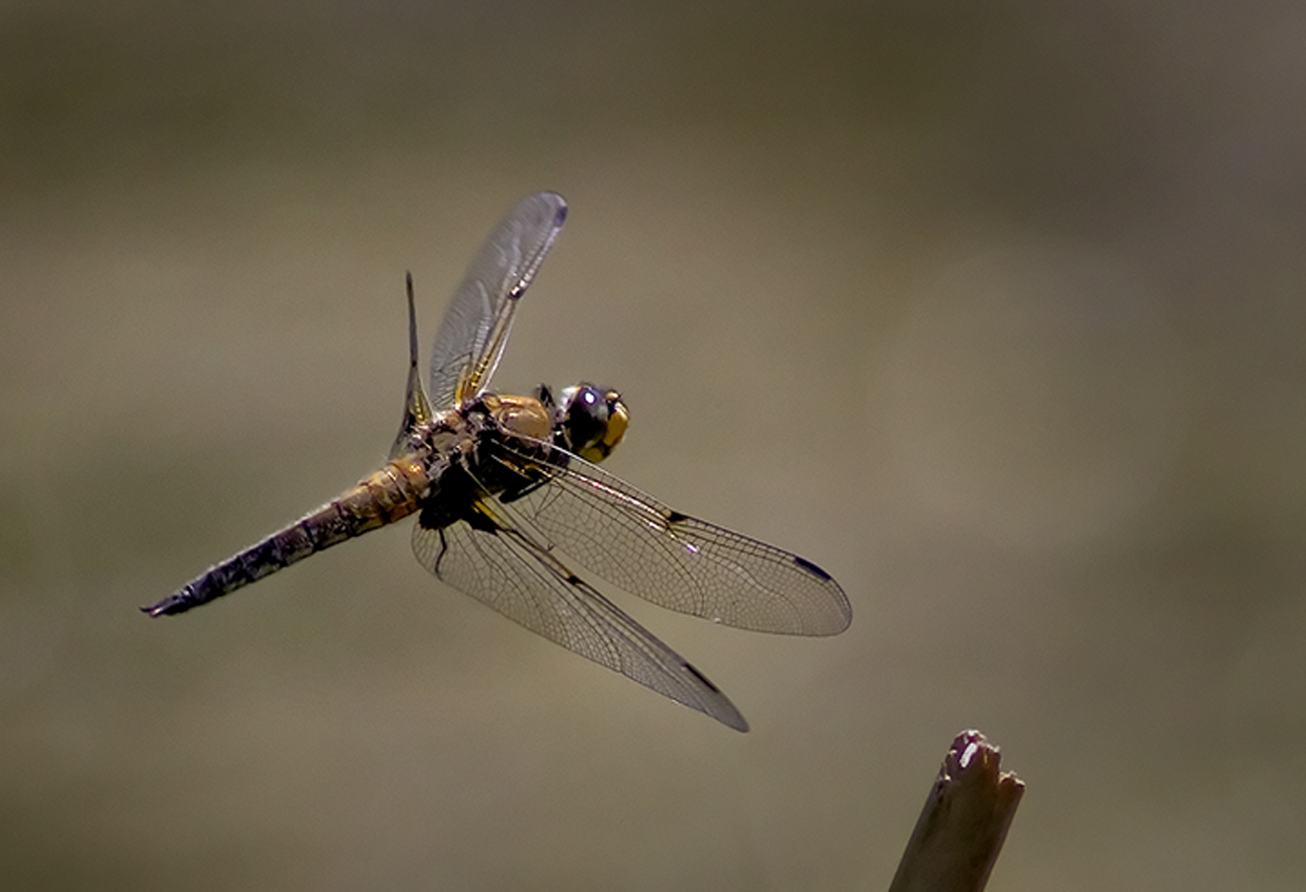 Four Spotted Skimmer?