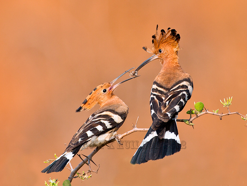 Hoopoe feeding mate