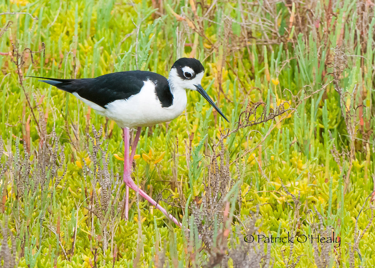 Black-Necked Stilt