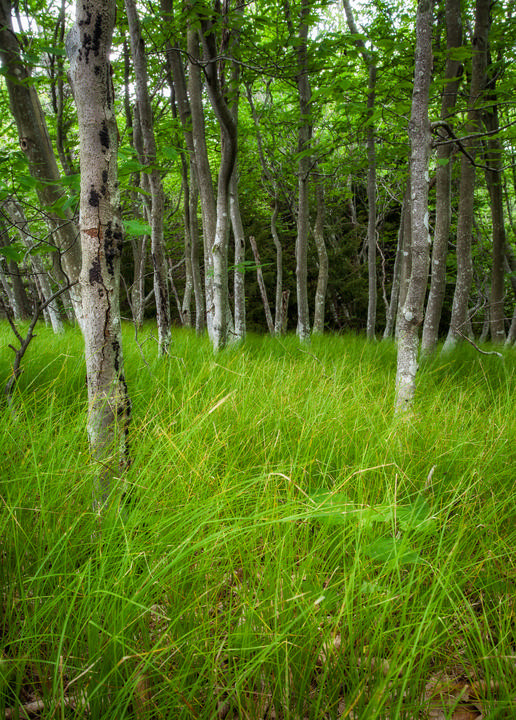 Grass
