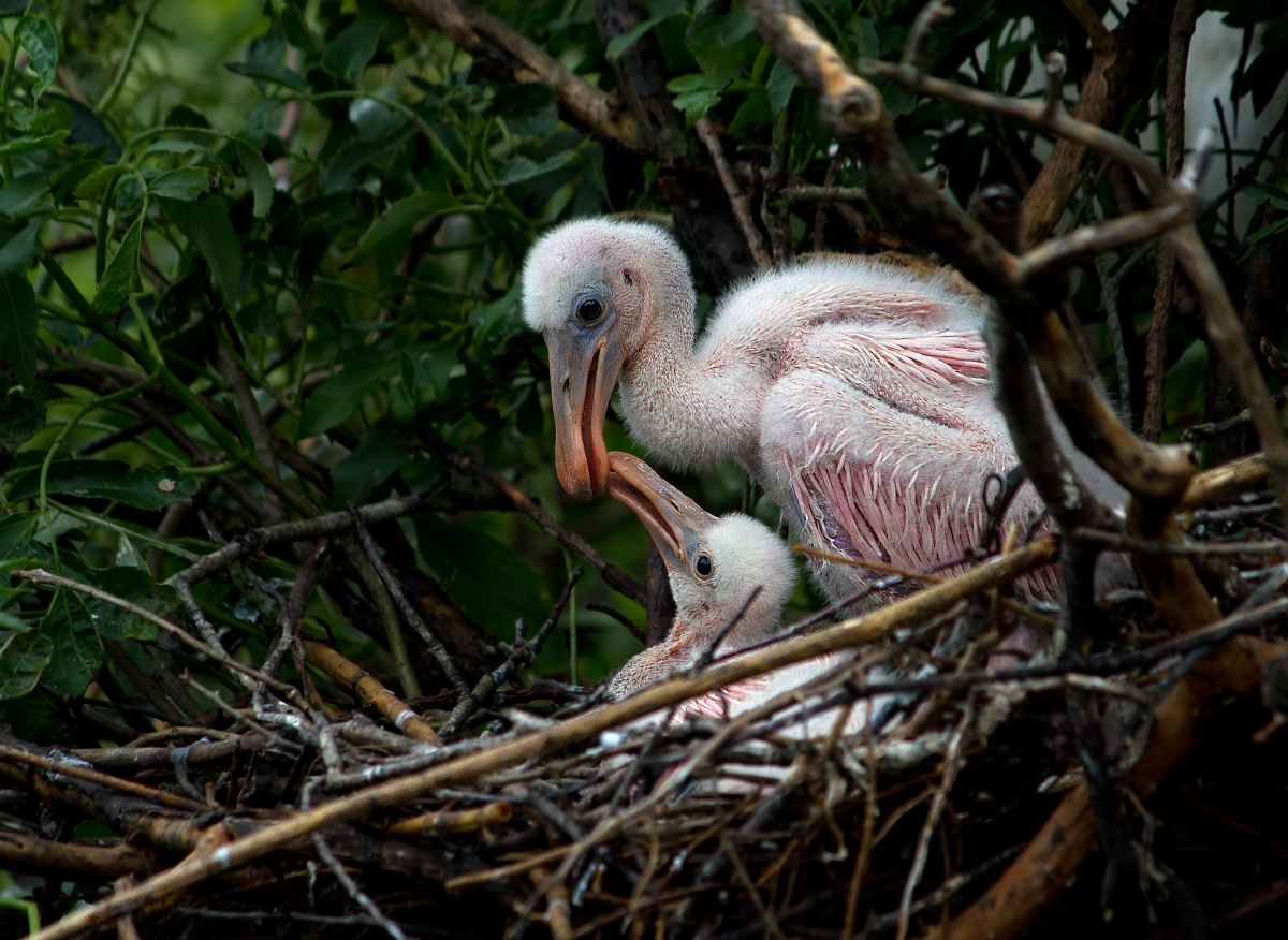 Roseate Spoonbills